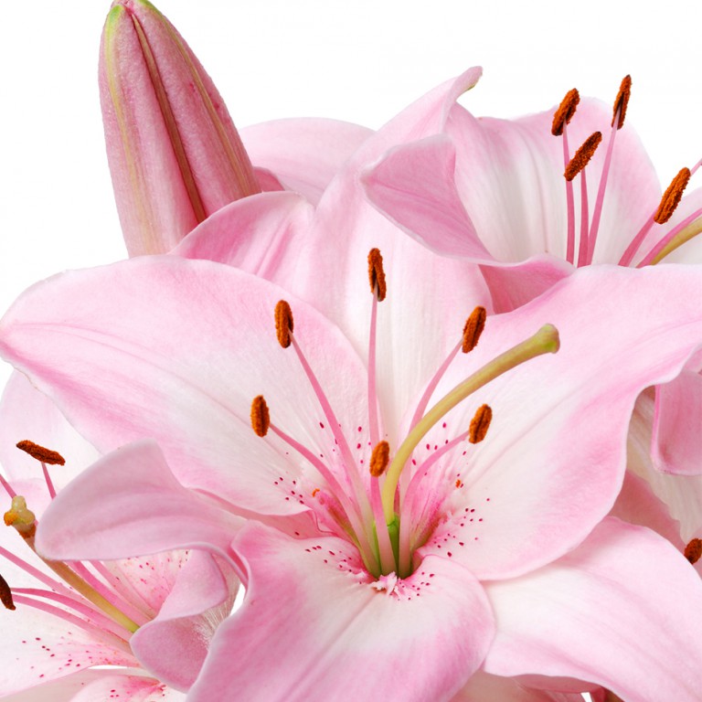 Sepuluh Fakta Aneh Tentang Bunga Bakung Flora