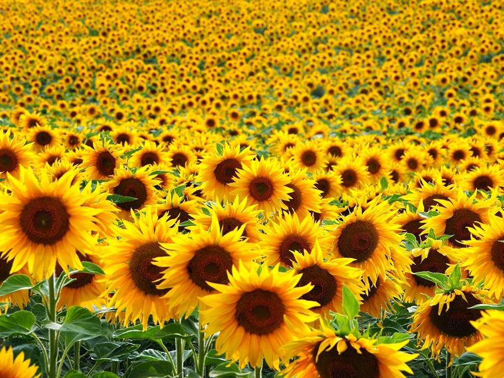Fakta Bunga Matahari Flora